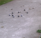 onanga - Membre du site Pétanque Génération