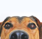 stp_bernier@yahoo.fr - Membre du site Pétanque Génération