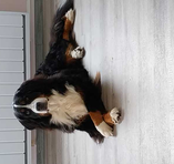 Fougeroux Sylvie - Membre du site Pétanque Génération