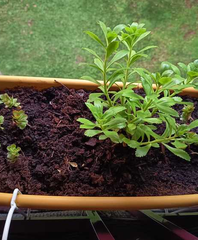 ABDERRAHMANE Ait chalal - Tireur - Joueur de pétanque - Membre Pétanque Génération