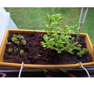 Joueur de pétanque  - Membre de pétanque génération